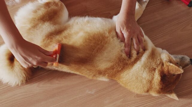 Owners hands brushing a fluffy Shiba Inu dog with a slicker brush.