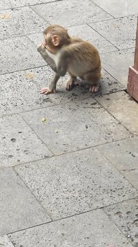 small monkey sitting on pavement and eating while another jumps over. young monkey leaping across sitting baby during meal. concept of monkey play and active youth in wild monkey troop
