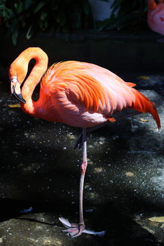 Flamant rose debout sur une patte sur fond sombre &eacute;clair&eacute; par le soleil