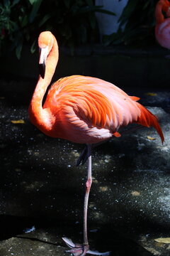 Flamant rose debout sur une patte sur fond sombre &eacute;clair&eacute; par le soleil