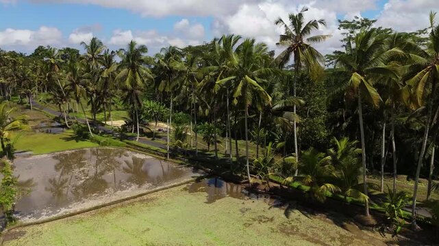 Cinematic aerial view of palm tree road leading to Tibumana Waterfall in Bangli Bali &ndash; Breathtaking drone shot of asphalt road lined with coconut palms and rice fields in daylight, Indonesia 4k UHD