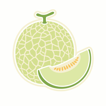 honeydew melon vector illustration 