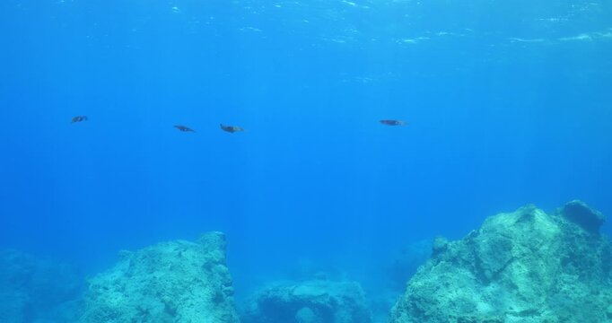 squid  underwater  calamari drifting and swimming underwater close and slow ocean scenery animal cephalopod : Decapodiformes sepioteuthis lessoniana