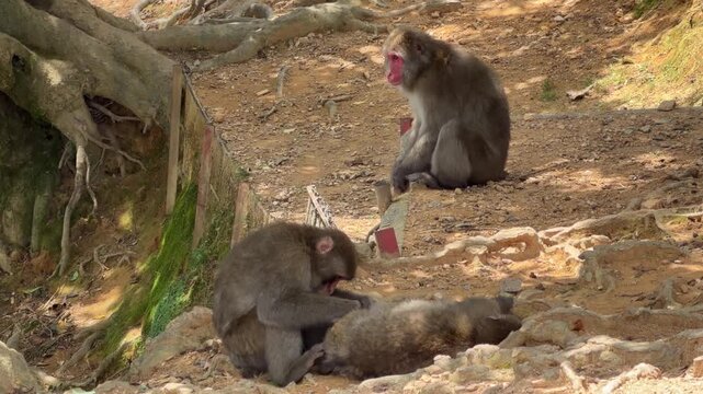 Wild macaques grooming on rocky hillside Japan