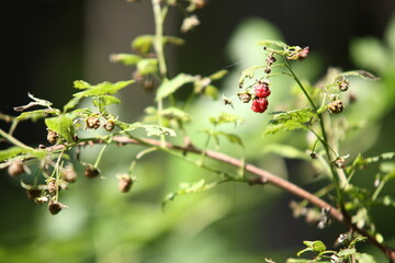 Ripe Wild Raspberries Growing on a Branch © Fori