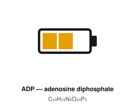 ADP Adenosine Diphosphate C10H15N5O10P2 Chemical Formula Vector Illustration