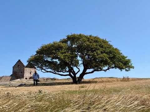 Baum &lrm;⁨Hammershus⁩