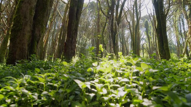  Sunbeams shining through dense forest undergrowth. Beautiful morning light in the woods with lush green underbrush and trees.