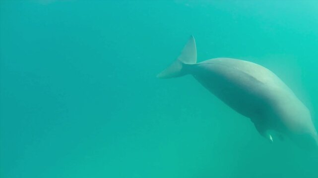 Wild Dugong Swimming Gracefully Underwater in the Crystal Clear Tropical Waters of Alor Island, Indonesia, Captured While Snorkeling