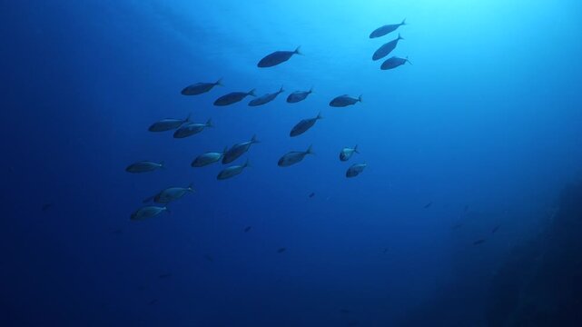 jackfish school underwater jack fish patrolling on the reef ocean scenery scuba divers to see 