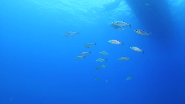 jackfish school underwater jack fish patrolling on the reef ocean scenery scuba divers to see 
