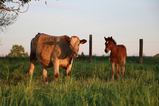 Vache et poulain en harmonie