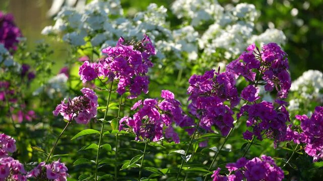 Lush purple blooms fill the foreground in a sunlit garden. White blossoms create a soft contrast in the background. Sunlight glows on every green leaf