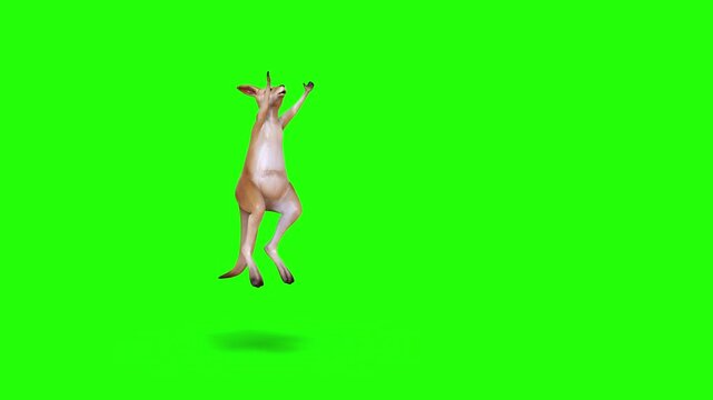 Realistic 3D Model of a Jumping Red Kangaroo in Motion