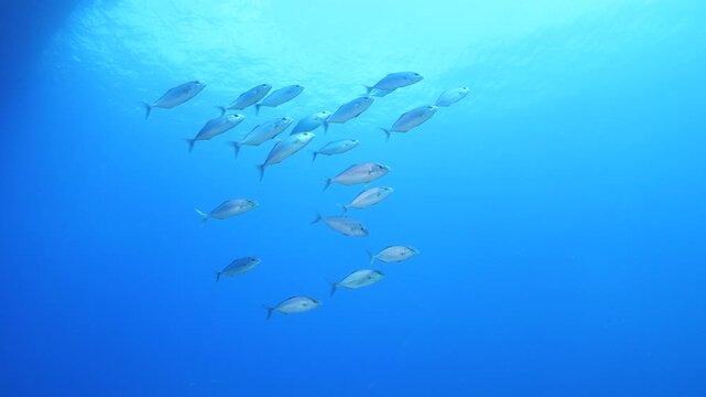 jackfish school underwater jack fish patrolling on the reef ocean scenery scuba divers to see 