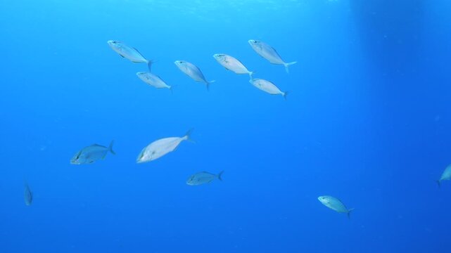 jackfish school underwater jack fish patrolling on the reef ocean scenery scuba divers to see 