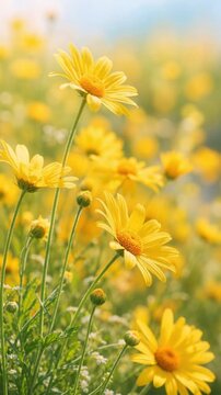 Beautiful yellow daisies blooming in a sunny spring meadow with vibrant green foliage and soft background