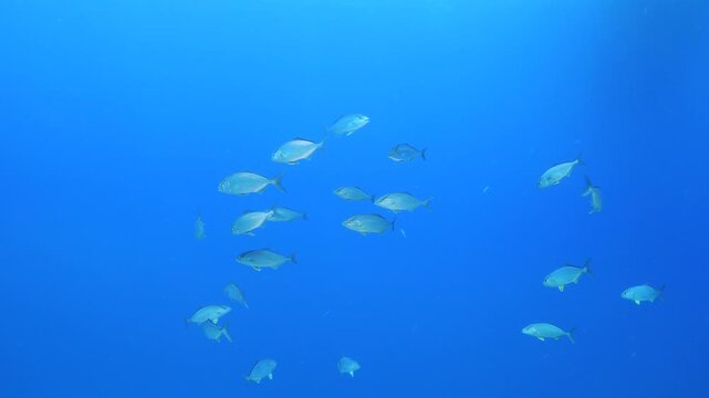 jackfish school underwater jack fish patrolling on the reef ocean scenery scuba divers to see 