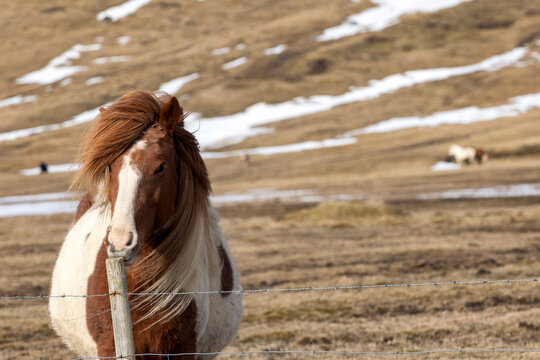 The Icelandic horse is a breed of horse developed in Iceland. Closeup Icelandic horses.