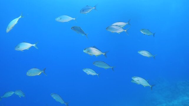 jackfish school underwater jack fish patrolling on the reef ocean scenery scuba divers to see 
