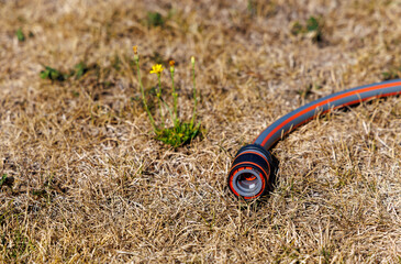 Fototapeta premium Dry grass meadow with a garden hose during drought and extreme heat, symbolizing water shortage, heatwave, irrigation and climate stress in summer