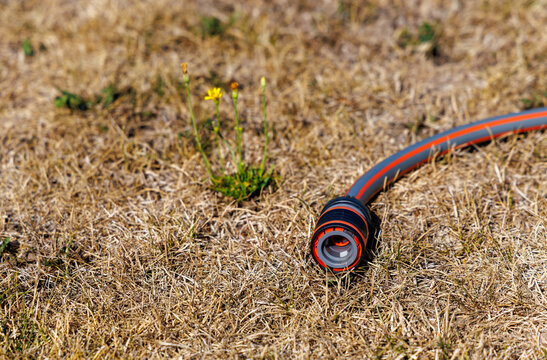 Dry grass meadow with a garden hose during drought and extreme heat, symbolizing water shortage, heatwave, irrigation and climate stress in summer