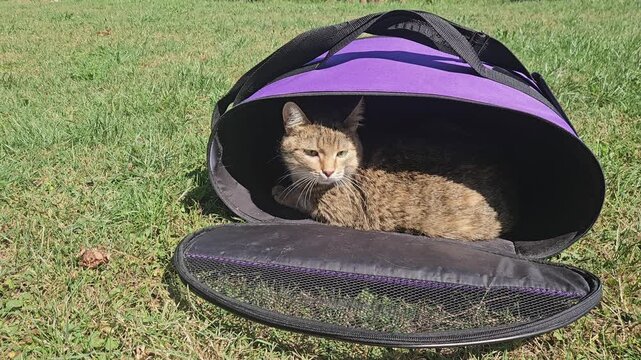 A relaxed tabby cat rests inside an open purple-and-black pet carrier on lush green grass; the mesh panel and soft fabric highlight the bag&rsquo;s design in a bright outdoor setting