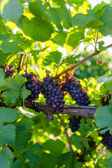 tralcio di vite con uva © stefania