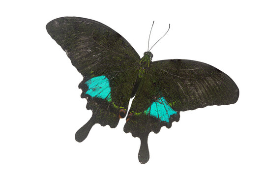 Beautiful closeup (Dark Glassy Tiger Butterfly). Beautiful blue butterfly flying isolated on white background. for graphics or advertising design.