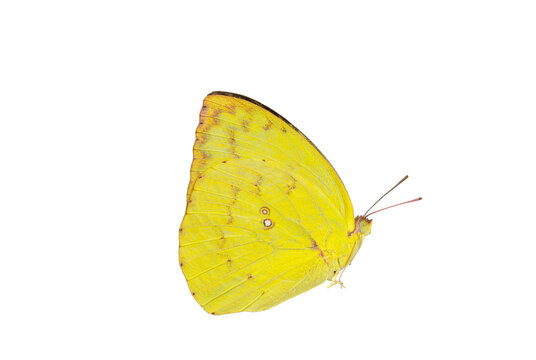 yellow Butterfly. Mottled Emigrant isolated on white background. Detailed Macro Photography.	