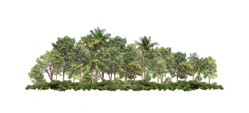 Group of tree. Green treeline isolated on white background.	