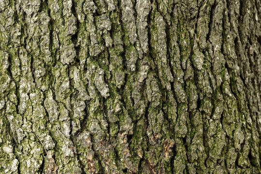 Corteccia macro con muschio