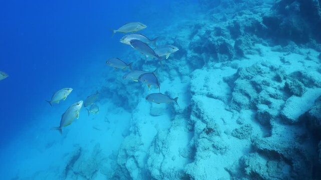jackfish school underwater jack fish patrolling on the reef ocean scenery scuba divers to see 