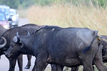 Fototapeta premium The red-billed oxpecker (Buphagus erythrorynchus) on the African buffalo. This photo was taken in Kurger National Park, South Africa.