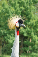 Naklejka premium Close up portrait of an elegant exotic grey crowned crane with a golden crest
