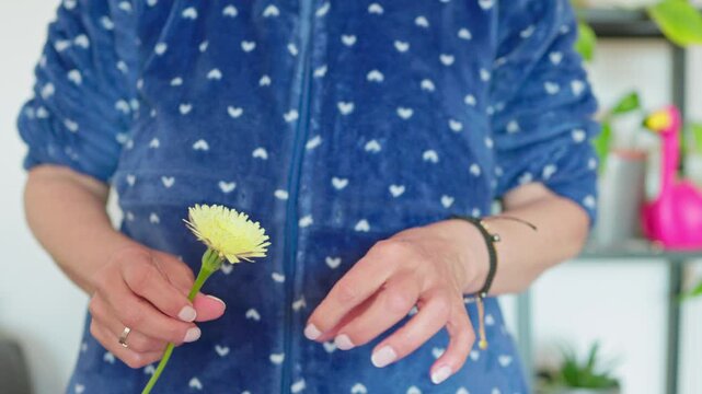 unrecognizable woman plucking yellow petals from a daisy flower while playing the classic he loves me, he loves me not game