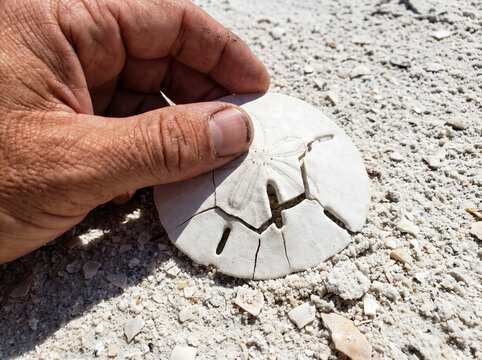 Hand touching a broken sand dollar fossil on sandy ground.