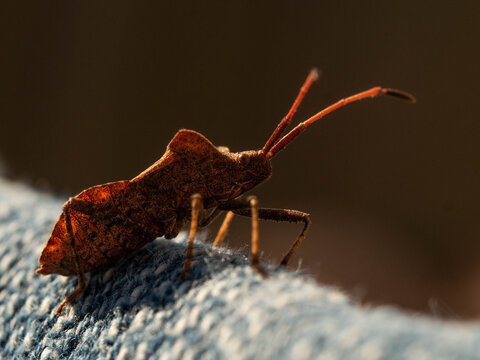 Brown orange coloured shieldbug with long antennae