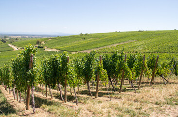 Fototapeta premium Alsatian Vineyard Landscape in France with Green Grapevines and Rolling Hills