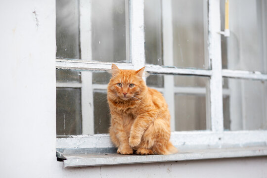 Orange cat rests on a windowsill, framed by a rustic window with multiple panes, showcasing a soft indoor background