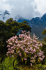 Obraz premium Blooming alpine rhododendrons and wild peach blossoms brighten the mountain forests of eastern Tibet in spring. The colorful flowers create a beautiful seasonal landscape amid the pristine high-altit