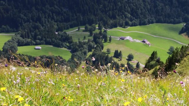 Wildflowers swaying in strong wind on Klingenstock above an alpine valley, Switzerland. Yellow and purple meadow flowers in the foreground with farm huts and pastures below in summer