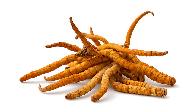 Yarsagumba, an ingredient used in traditional Chinese medicine, Yartsa Gumbu, on a white background - Cordyceps sinensis.
