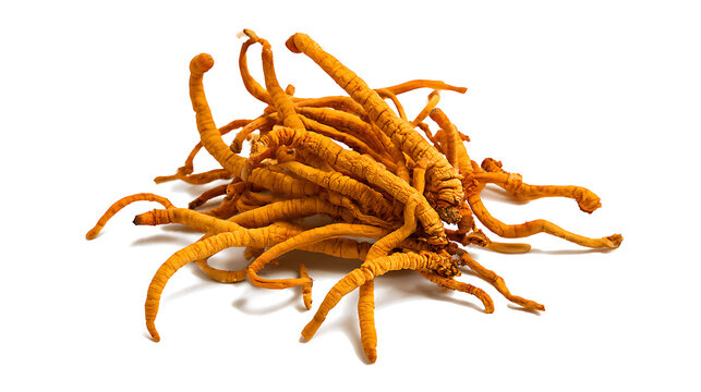 Photo of Yarsagumba (Cordyceps sinensis), also known as Yarsagumba or Himalayan Gold.
