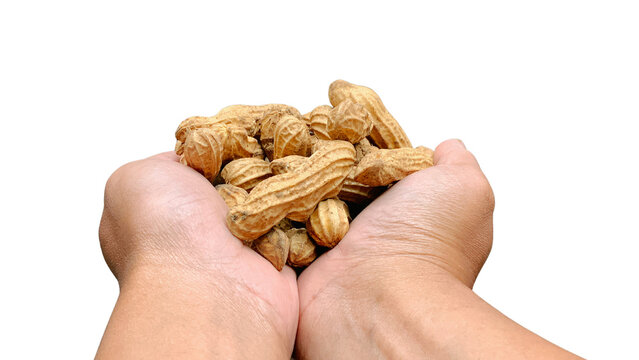 A pair of human hands cupped together holding a pile of raw peanuts in their shells, isolated on a clean transparent background for easy compositing.