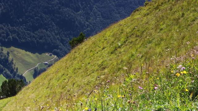 Alpine wildflower meadow swaying in strong wind on Klingenstock, Switzerland. Steep grassy slope above a forested valley with farm huts and a mountain road in the Swiss Alps in summer