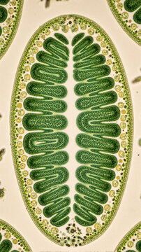 Microscopic cross-section of a plant leaf showing palisade and spongy mesophyll cells with chloroplasts