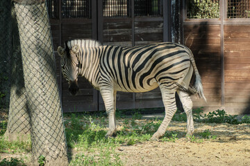 Naklejka premium wild zebra in the zoo