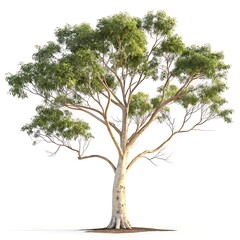 Fototapeta premium A majestic evergreen tree stands prominently against a stark white backdrop showcasing its robust trunk and lush vibrant green foliage symbolizing growth and resilience