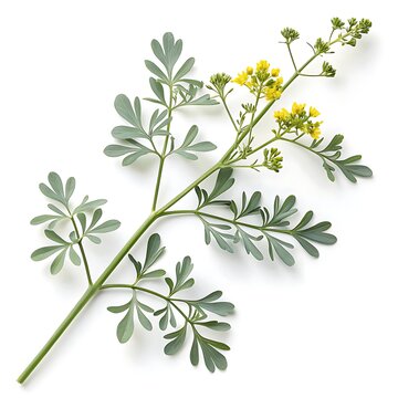 A detailed botanical study of rue revealing its delicate yellow flowers finely divided leaves and unique medicinal properties showcasing its natural beauty and complexity